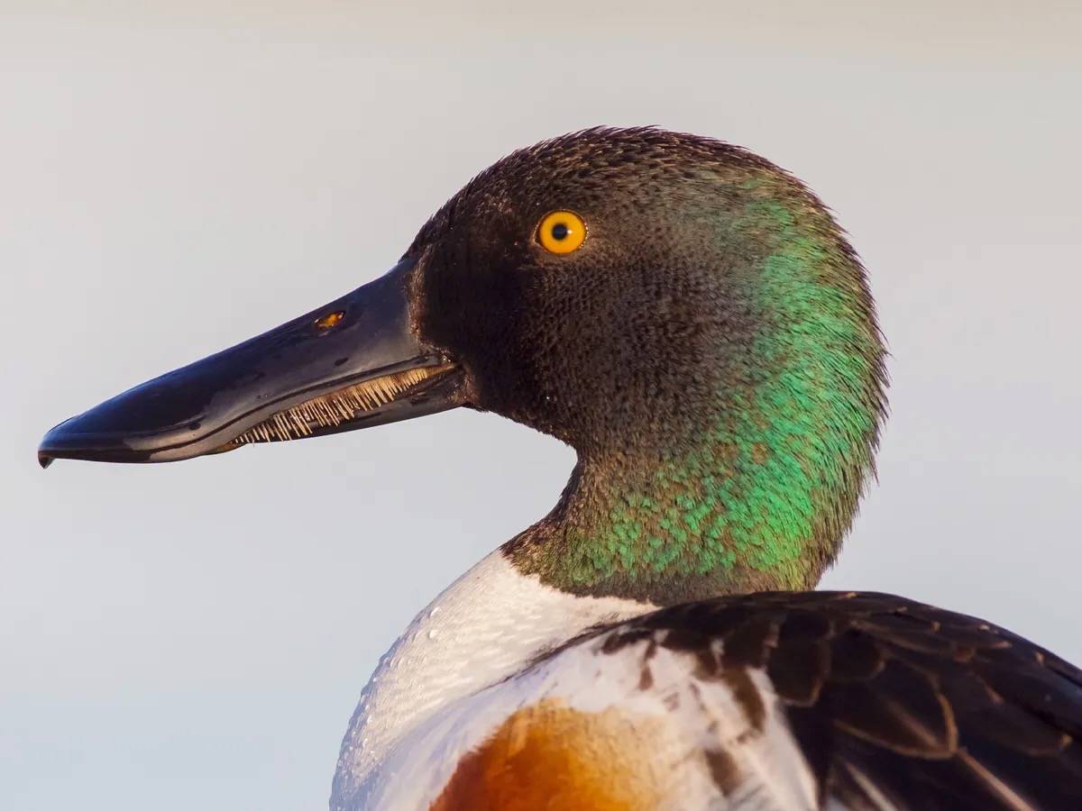 https://birdfact.com/birds/shoveler